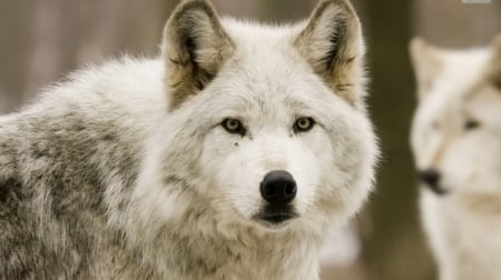 White wolf portrait - wolf, white wolf, wild animals, wild, wallpaper, animals, wildlife, wolves