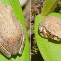 FROG COLLAGE