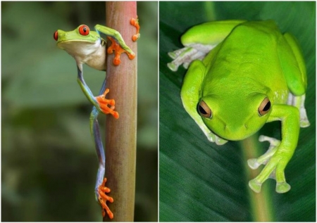 FROG COLLAGE - FROG, NATURE, COLLAGE, IMAGE