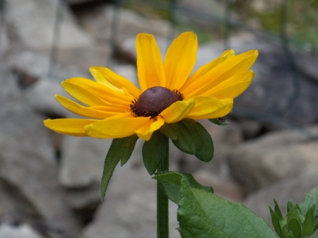 sunny suzy - sunny, colorful, Black Eye Susan, yellow