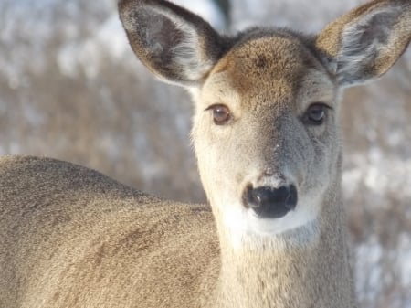 Beautiful Doe - Doe, winter, Deer, attentive