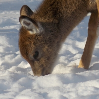 snowy Deer