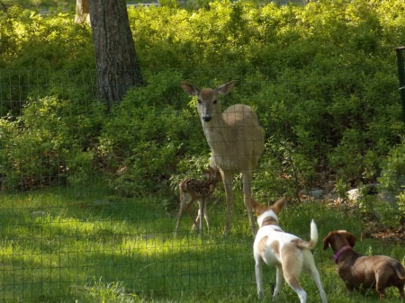 Newborn - spring, fawn, curious dogs, Newborn