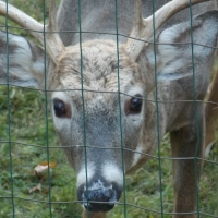 Nosy Deer