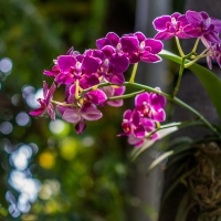 Orchids