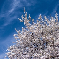 Cherry Blossoms