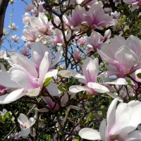 Magnolia