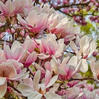 Magnolia