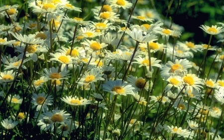 Daisies - daisies, flowers, nature, summer