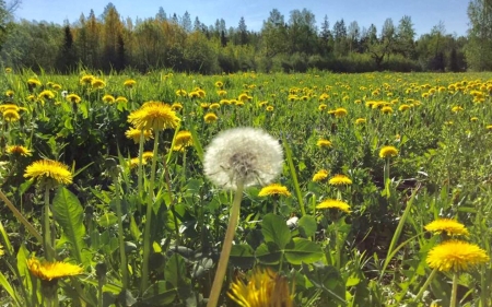 Dandelion Meadow