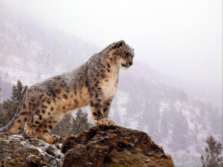 snow leopard - snowing, cat, predator, rock, mountain