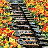 waterfall among the tulips