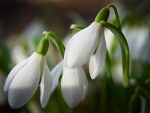 Snowdrops