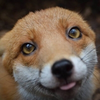 Cute fox face