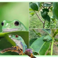 FROG COLLAGE