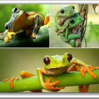 FROG COLLAGE