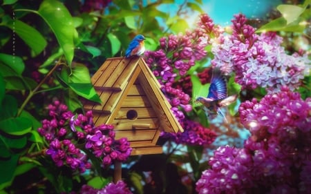 Building a Family Nest - flowers, bird house, birds, Spring