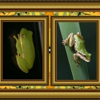 FROG COLLAGE