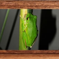 FRAMED FROGS