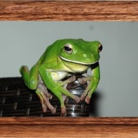 FRAMED FROGS