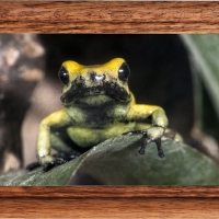 FRAMED FROGS