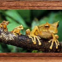 FRAMED FROGS