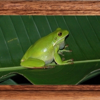 FRAMED FROGS