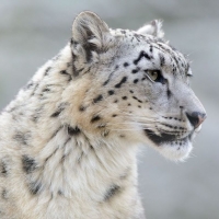 Amazing snow leopard