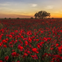 Poppy field