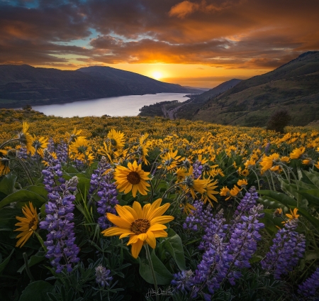 Sunset - water, yellow, summer, blue, flower, mountain, sunset, field, lake