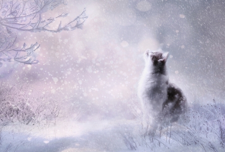 The first snow - winter, white, pisici, first, fantasy, iarna, snow, cat