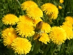 Dandelions