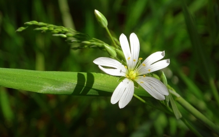 Little White Flower - macro, little, white, flower