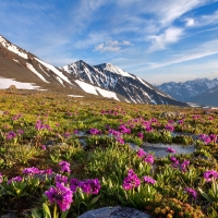 Mountain Meadow