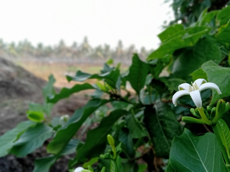 Vilalge nature - village, flower, nature, green