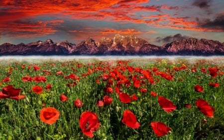 haze on poppy field - haze, poppies, mountains, sky