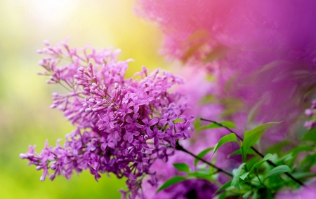 Lilac beauty - branch, purple, scent, beautiful, fragrance, lilac, spring, flower