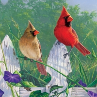 Fence cardinals