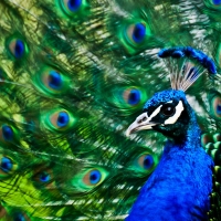 Peacock