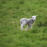 Lamb