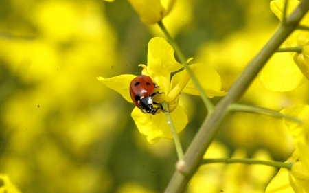 Ladybug on Rapeseed