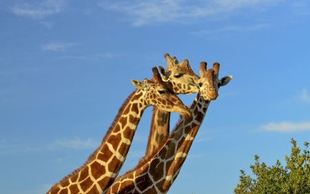 Giraffes - Africa, giraffes, animals, sky