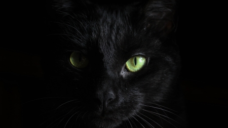 Black cat