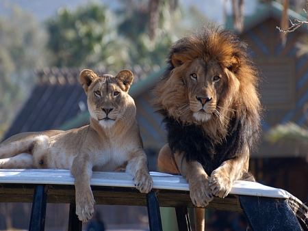 Relaxing Moment - Animals, yellow-gold, Lion, Mane, Lioness, Coat