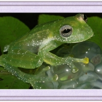 FRAMED FROGS