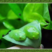 FRAMED FROGS