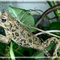 FRAMED FROGS