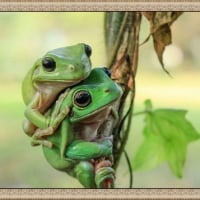 FRAMED FROGS