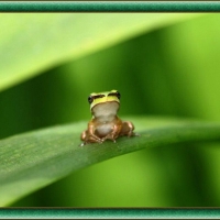 FRAMED FROGS