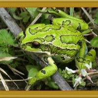 FRAMED FROGS